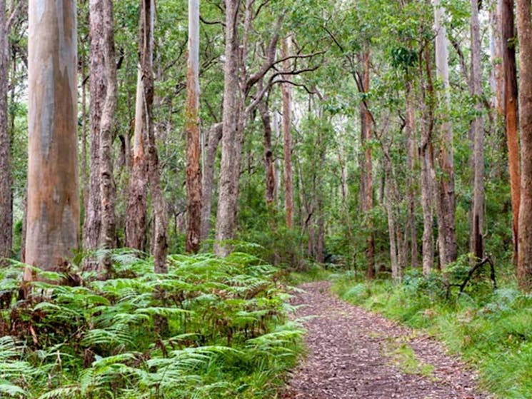 Blue Gum Flat campground, Morton National Park. Photo: Michael van Ewijk/NSW Government