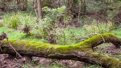 Blue Gum Flat campground, Morton National Park. Photo: Michael van Ewijk/NSW Government
