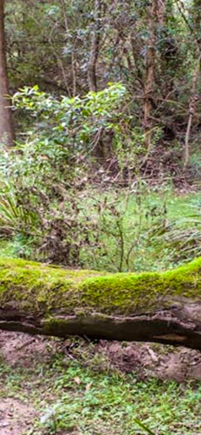 Blue Gum Flat campground, Morton National Park. Photo: Michael van Ewijk/NSW Government