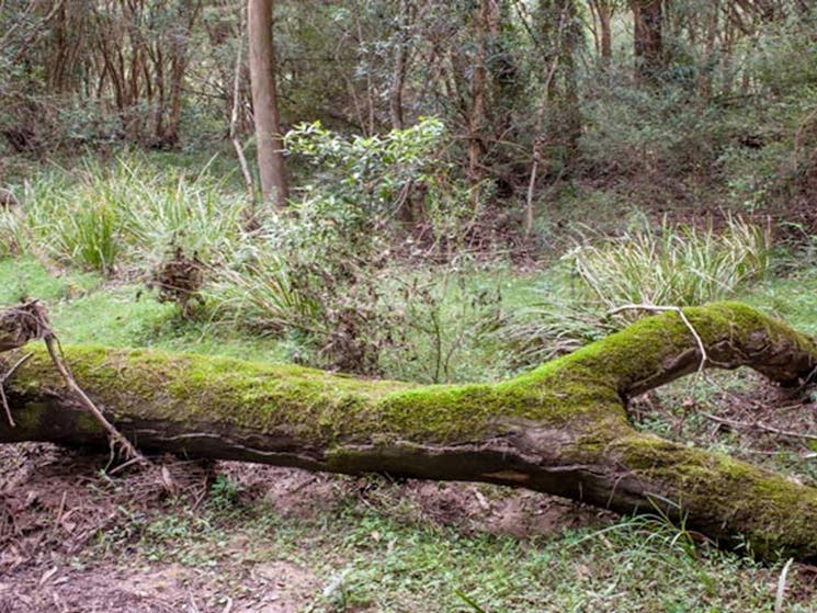 Blue Gum Flat campground, Morton National Park. Photo: Michael van Ewijk/NSW Government