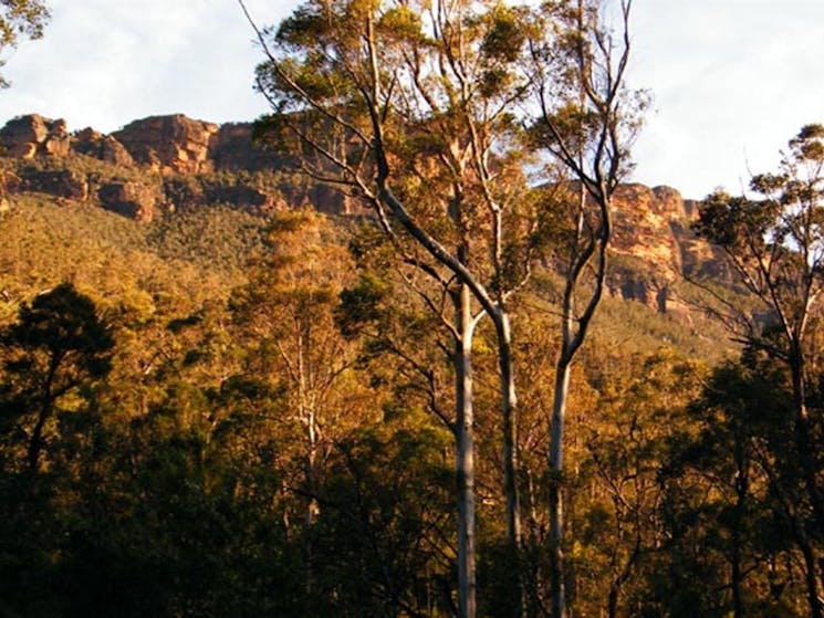 Blue Gum Forest, Blue Mountains National Park. Photo: Craig Marshall/NSW Government