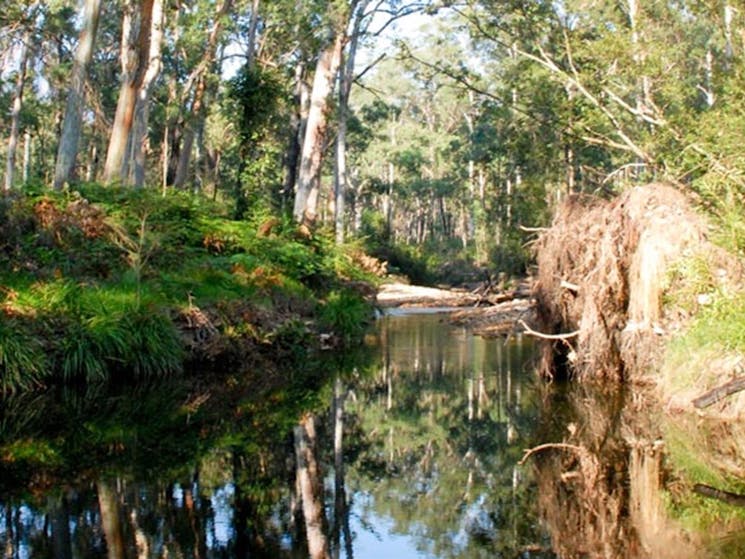 Blue Gum Forest, Blue Mountains National Park. Photo: A Gliddon/NSW Government