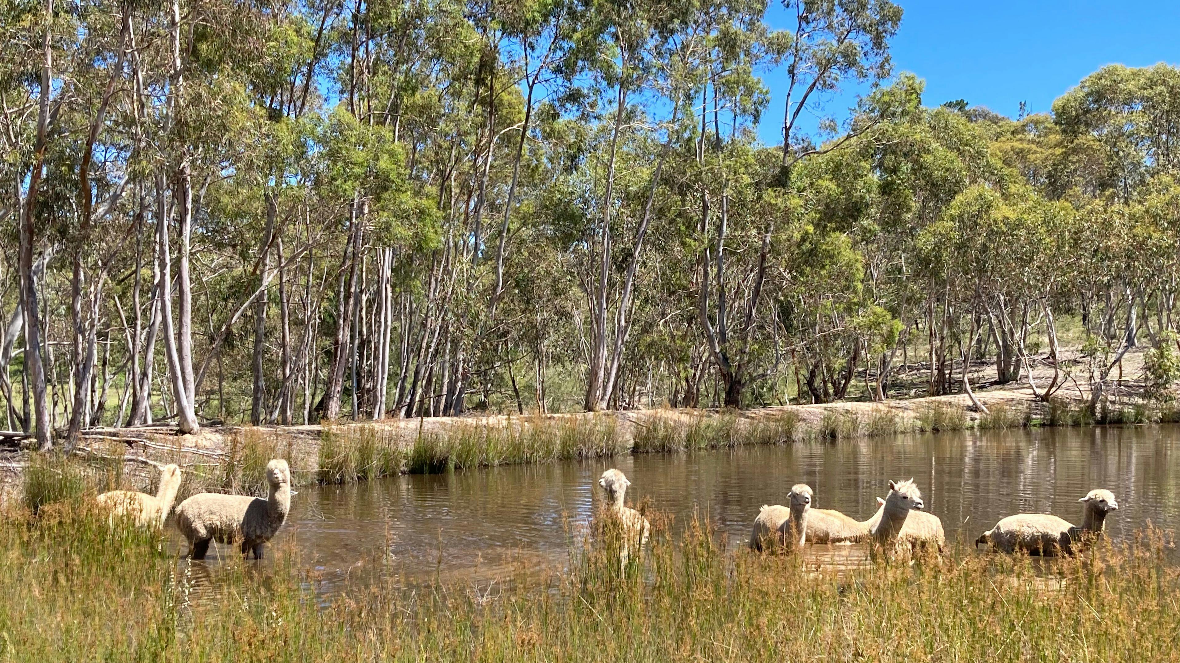 Alpaca’s having their morning cool off 