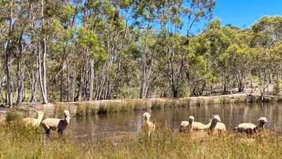 Alpaca’s having their morning cool off