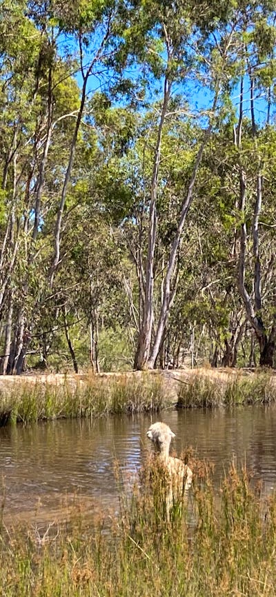Alpaca’s having their morning cool off