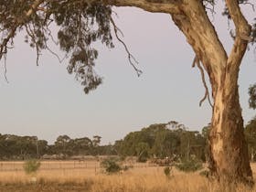 Bluegums Farm, Bordertown