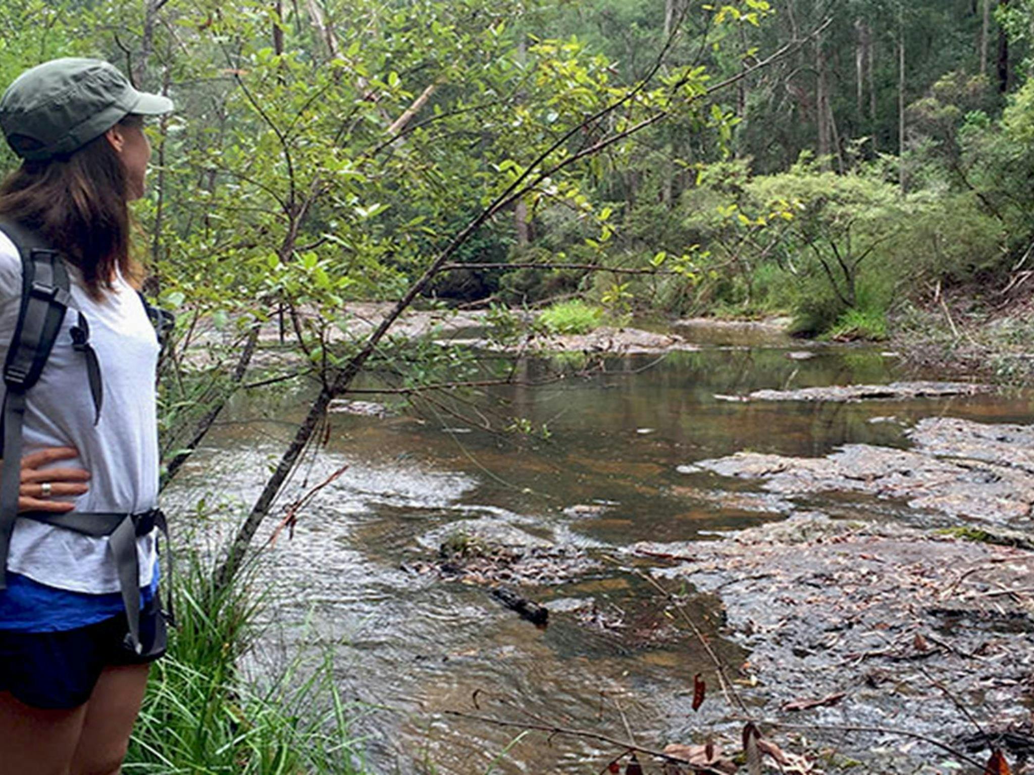Boggy Creek Walk, Whian Whian State Conservation Area. Photo: OEH/Matthew Graham