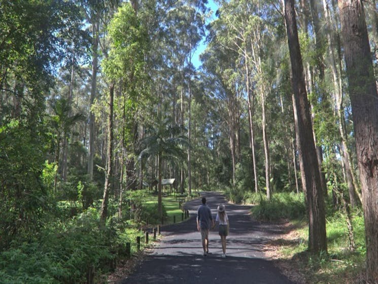 A couple walking down the road towards Bongil picnic area in Bongil Bongil National Park. Photo: