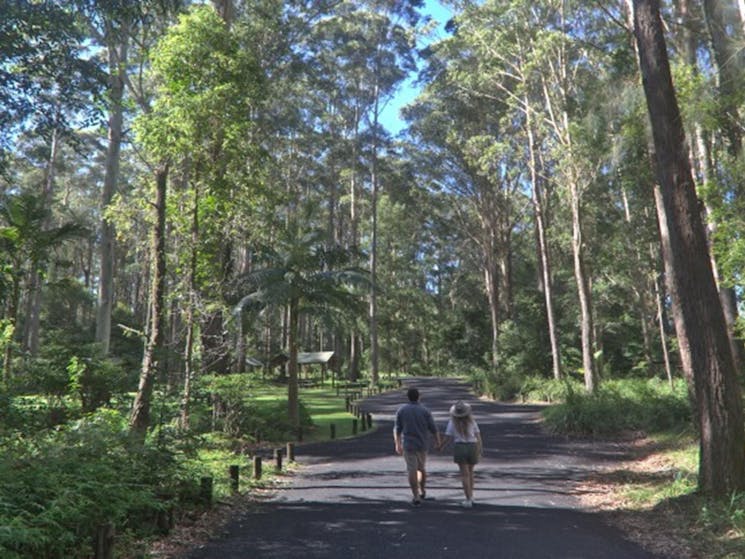 A couple walking down the road towards Bongil picnic area in Bongil Bongil National Park. Photo:
