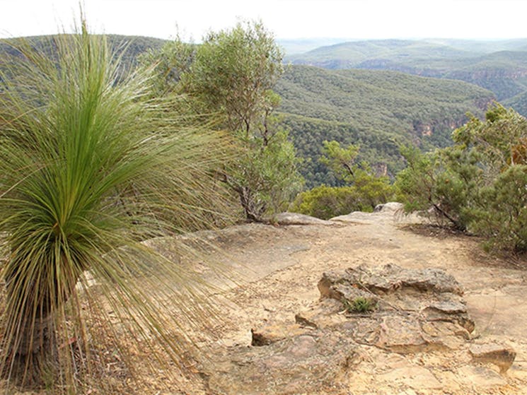 Wilderness beyond Bonnie View lookout, with a grass tree and rock ledge in the foreground. Photo:
