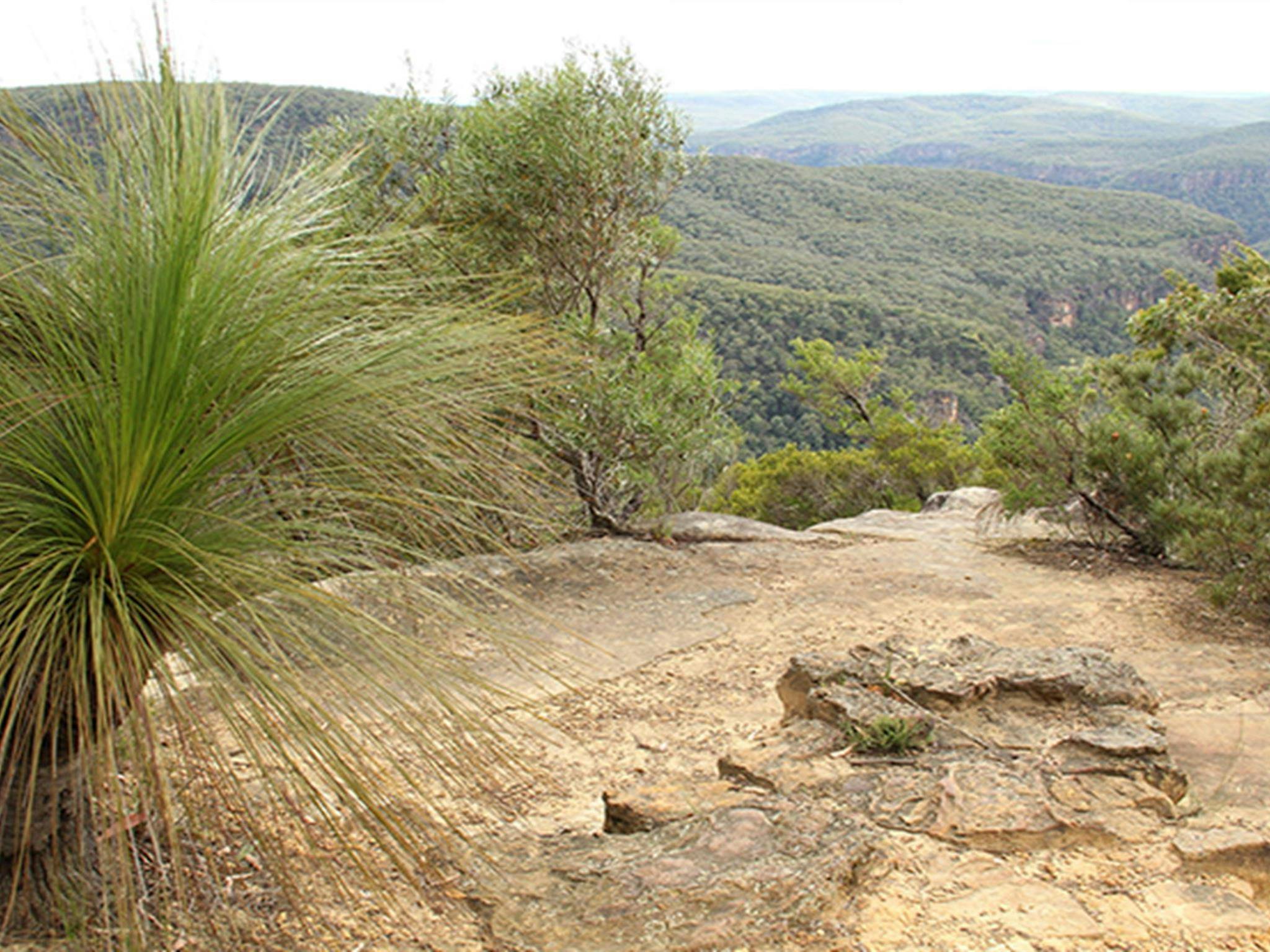 Wilderness beyond Bonnie View lookout, with a grass tree and rock ledge in the foreground. Photo: