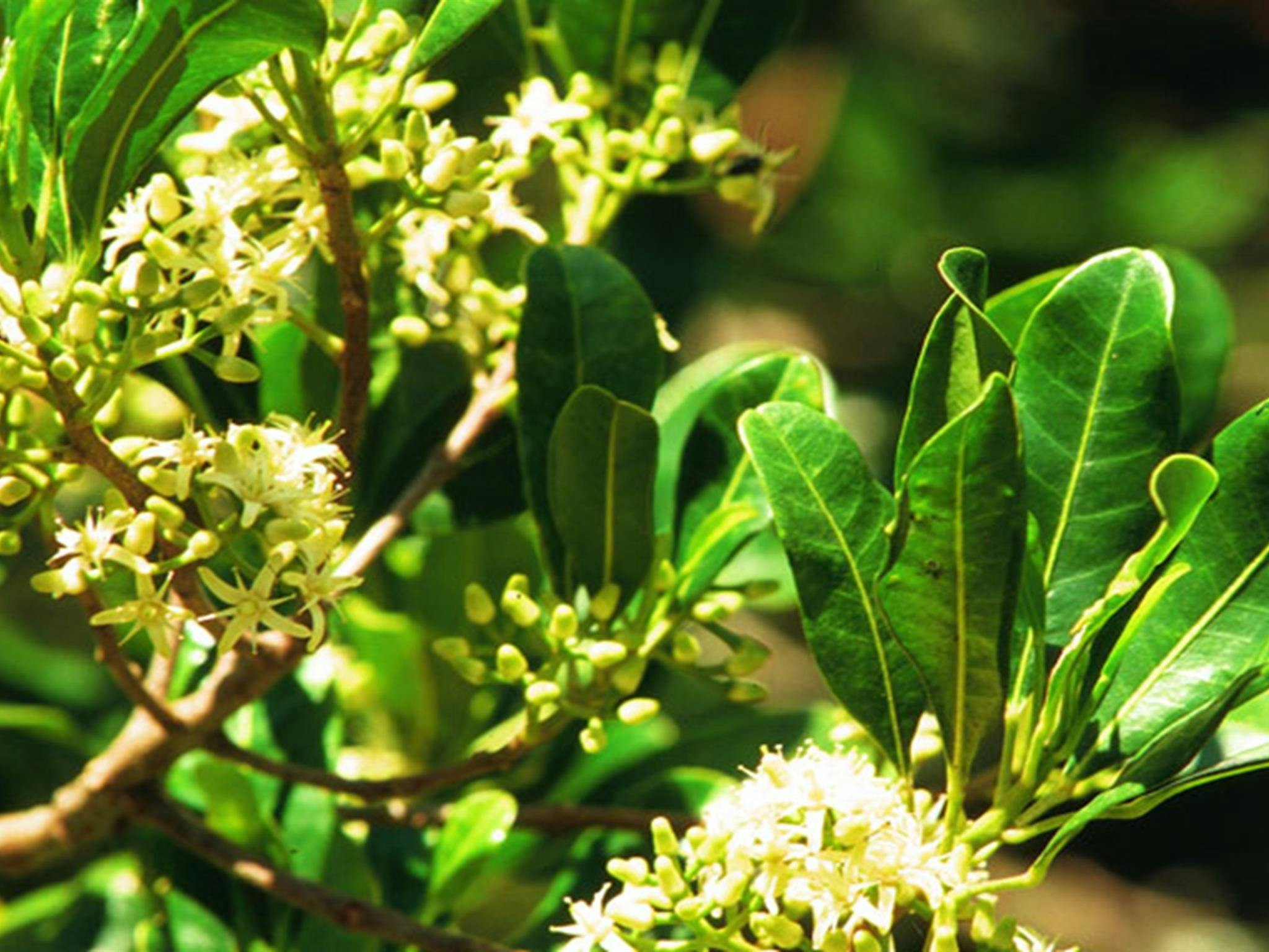 ボーガンナ自然保護区