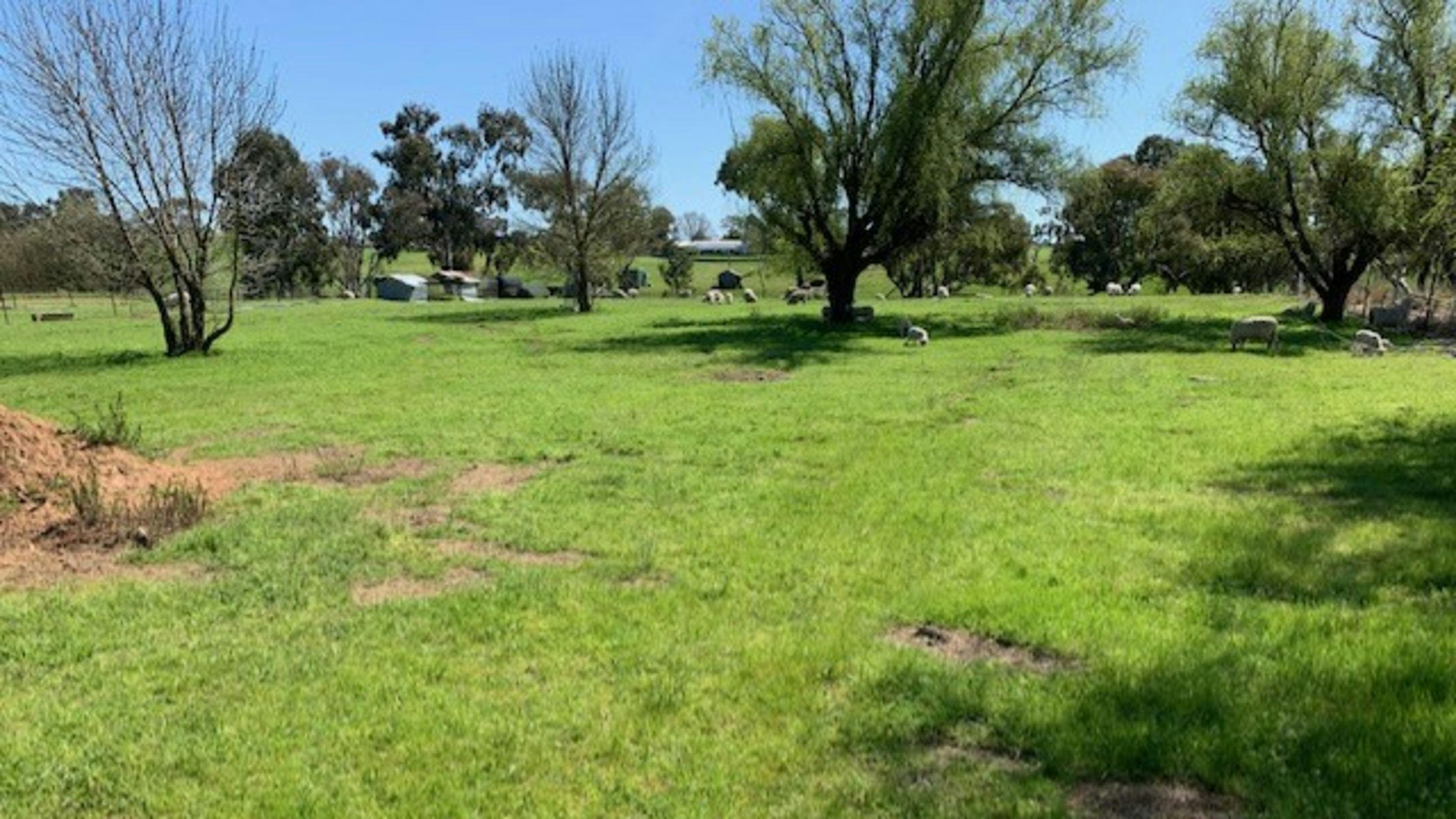 Boorowa Hipcamp - Wombles Common - Visit Hilltops Region 