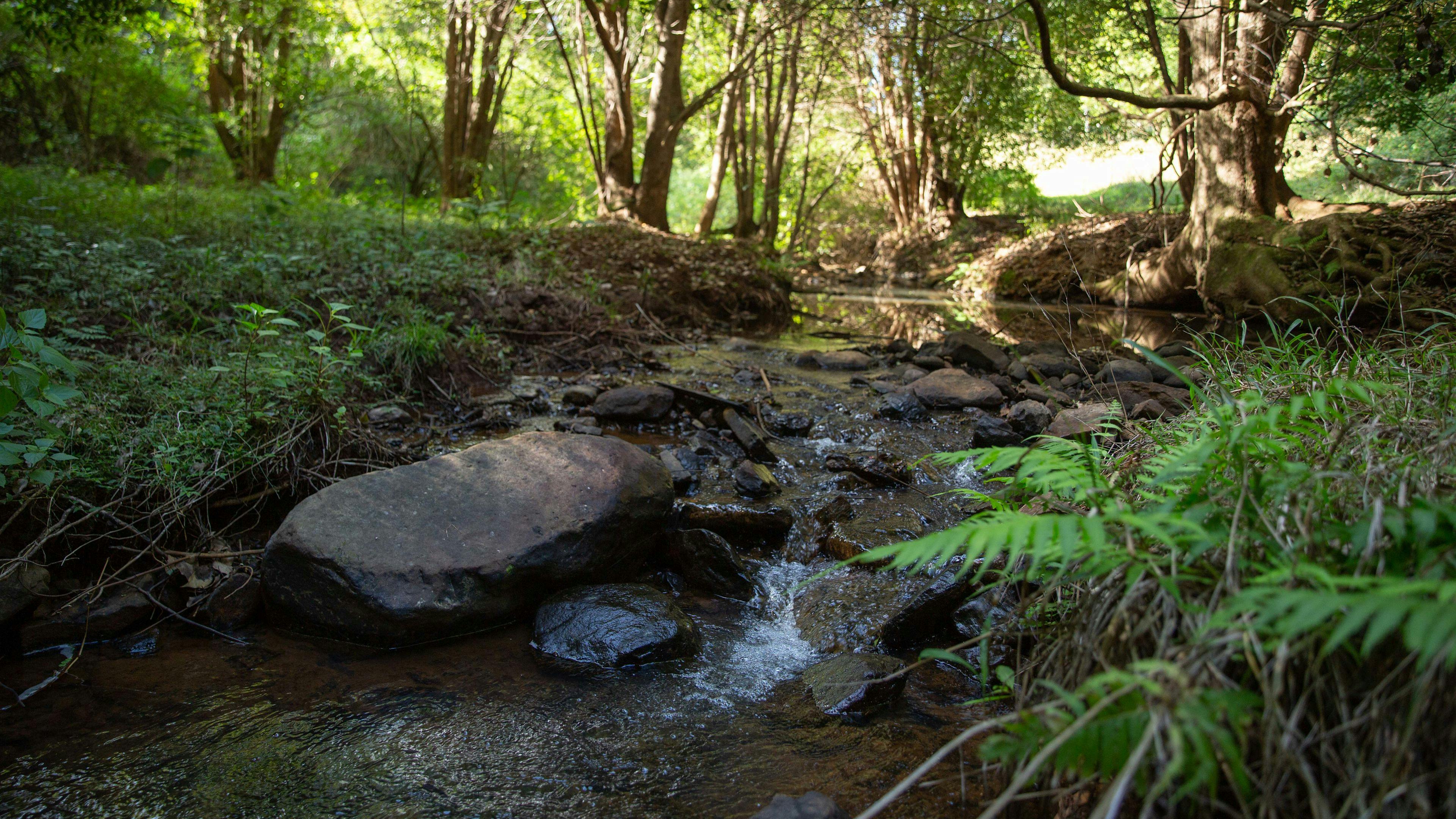 ブヨンファーム