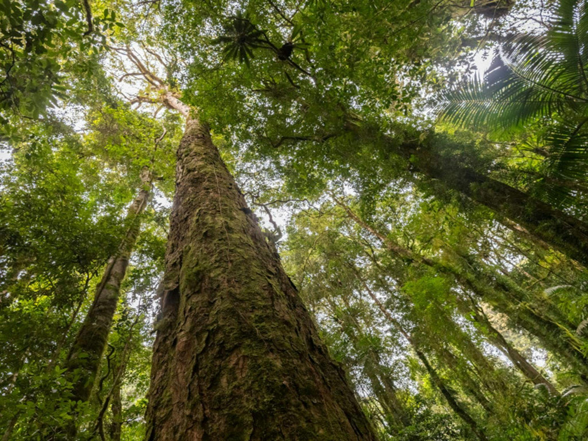 Antarctic beech trees in Border Ranges National Park. Credit: John Spencer &copy; DPE