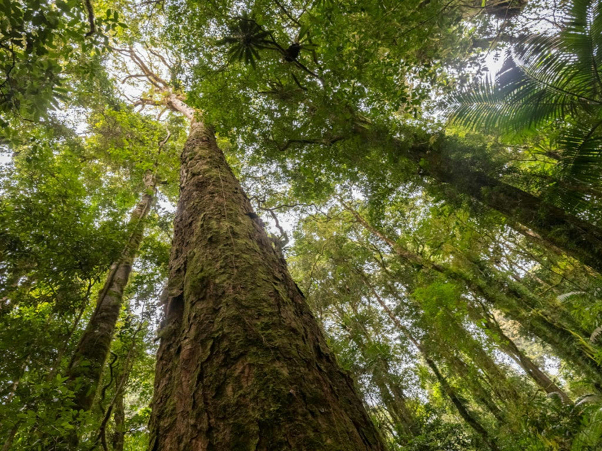 Antarktische Buchen im Border Ranges Nationalpark. Foto: John Spencer © DPE