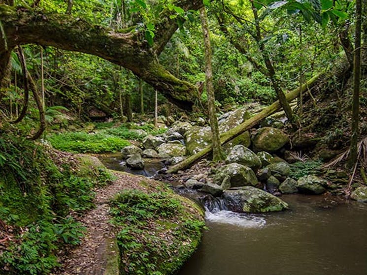 Rainforest creek on Rosewood loop in Border Ranges National Park. Photo credit: John Spencer &copy;