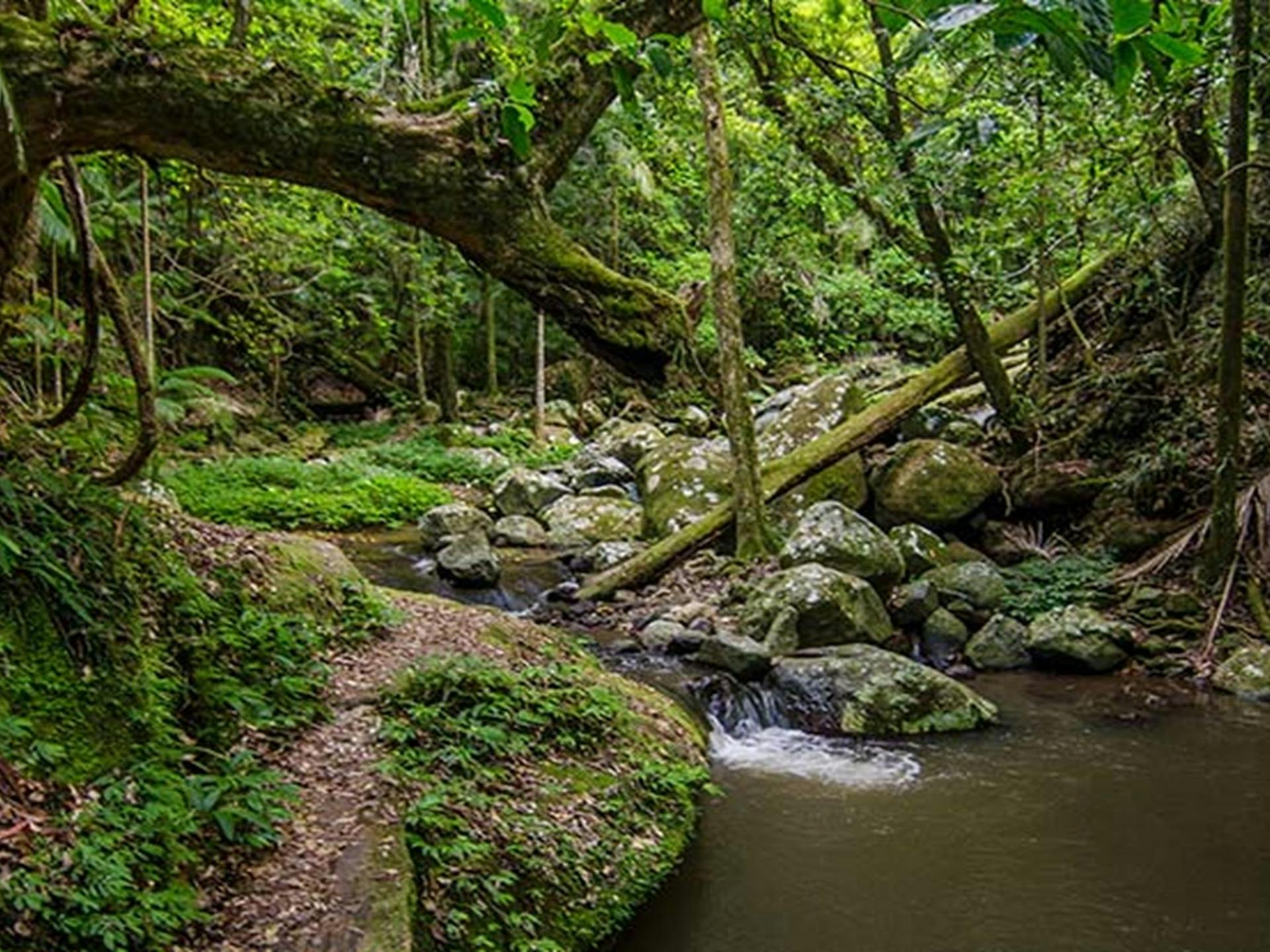 Buckland Ranges Qld Border Ranges National Park in Cougal - The Fold: Your Guide to ...