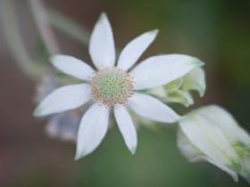 A flannel flower on Strom Loop track. Photo credit: Nick Cubbin. <HTML>© OEH