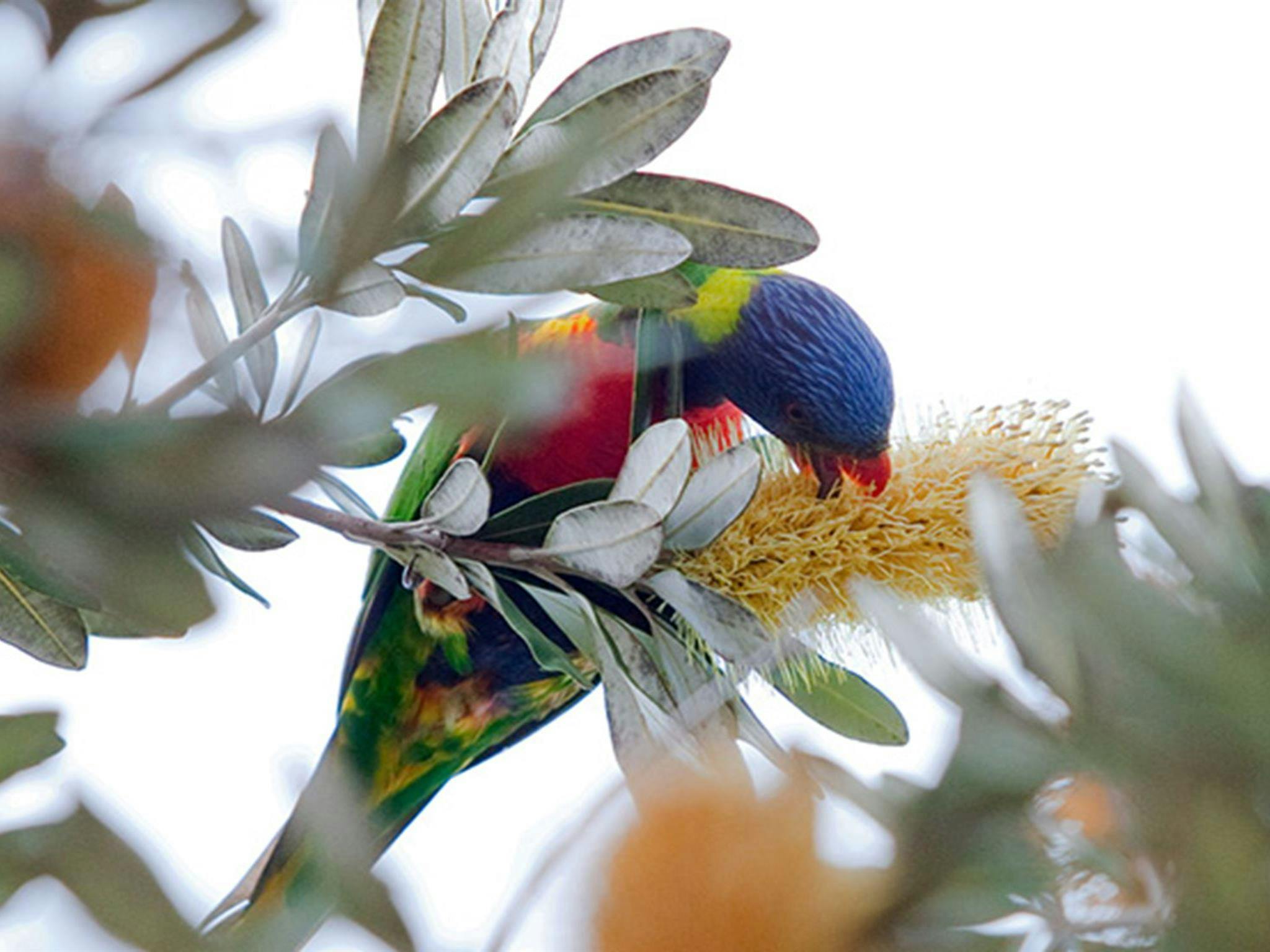 A rainbow lorikeet nibbling on banksia in Bouddi National Park. Photo credit: Nick Cubbin.