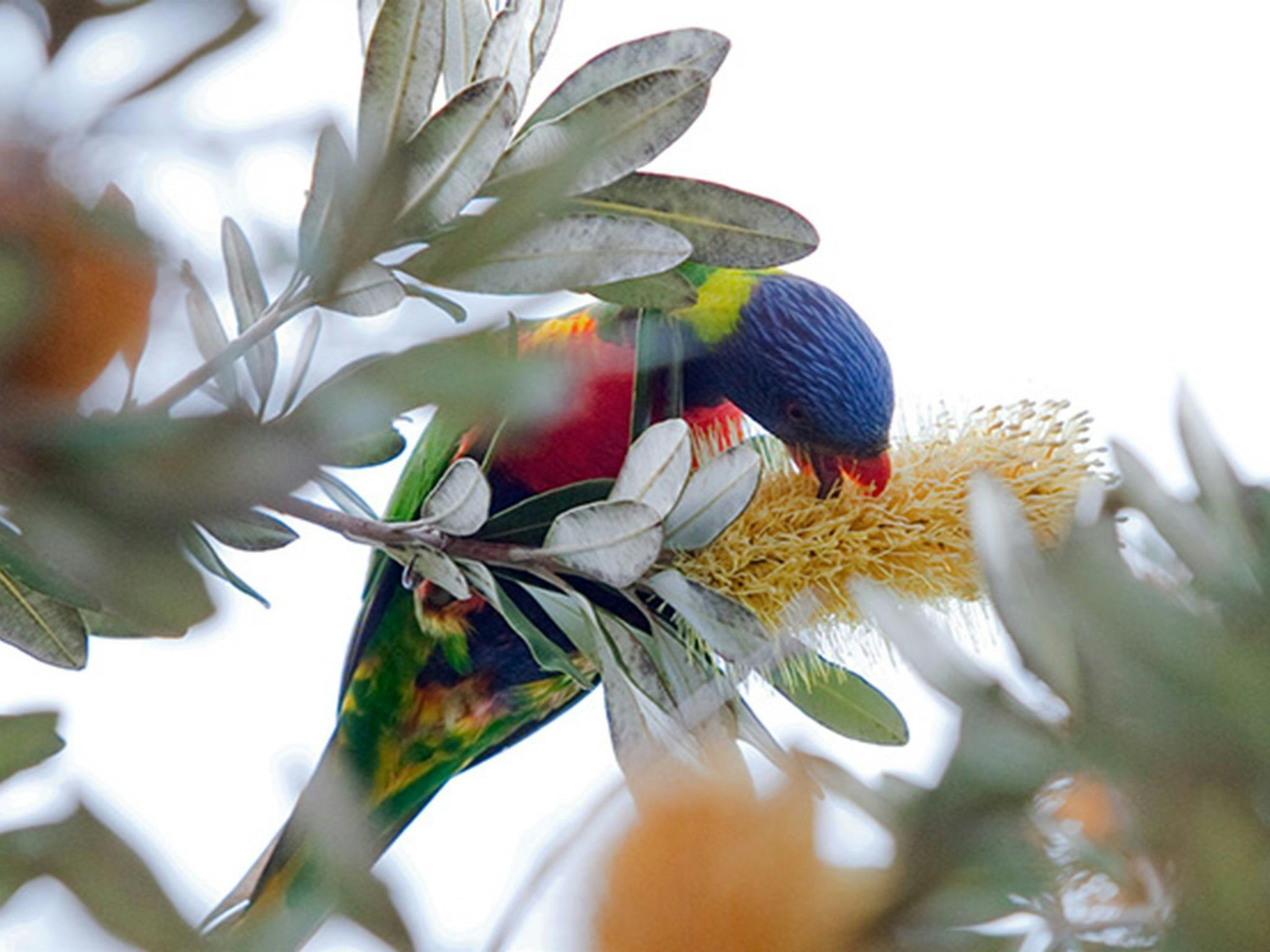 Ein Regenbogenlori knabbert an Banksia-Bäumen im Bouddi-Nationalpark. Foto: Nick Cubbin.