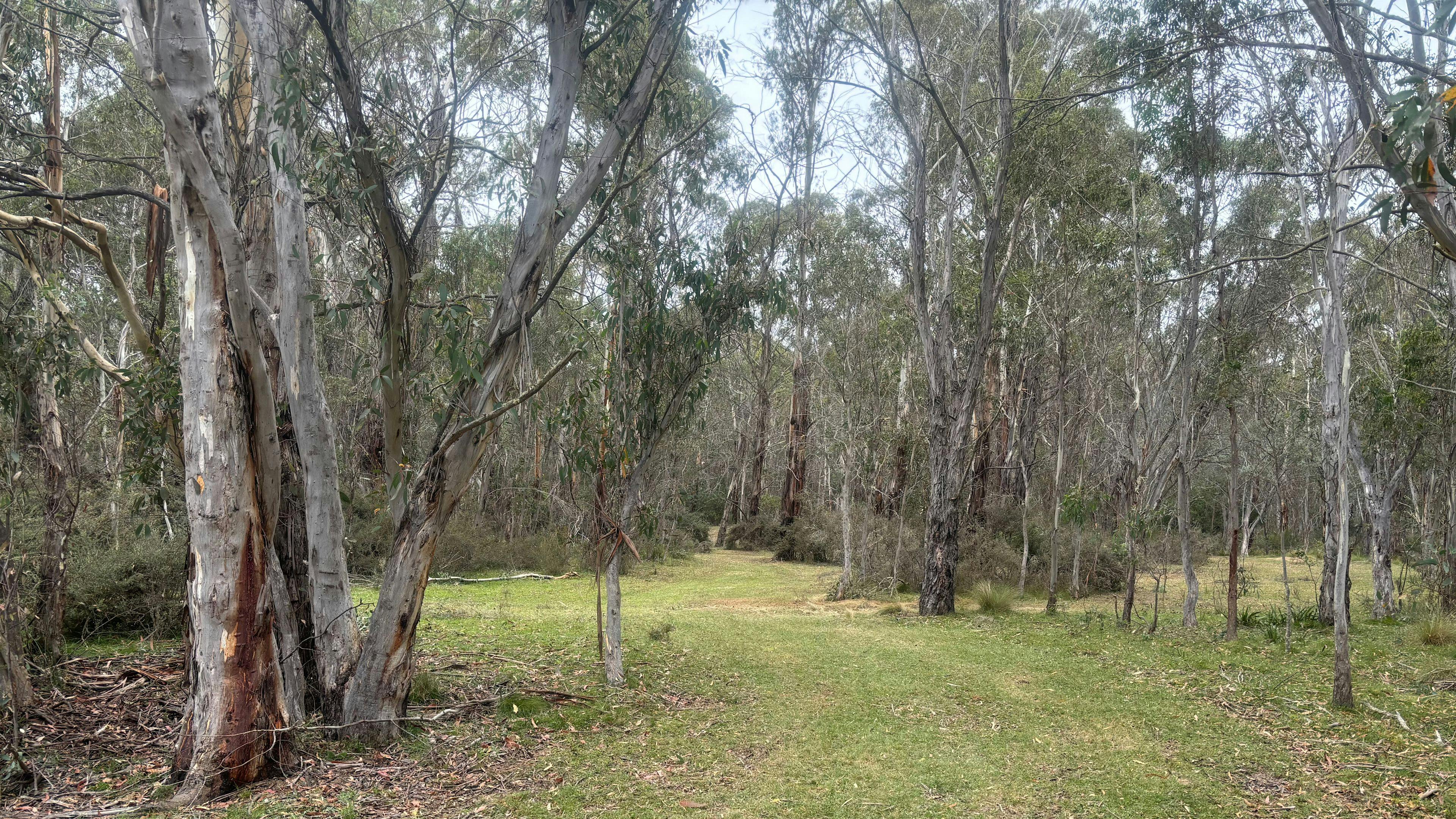 Brown Mountain Serenity