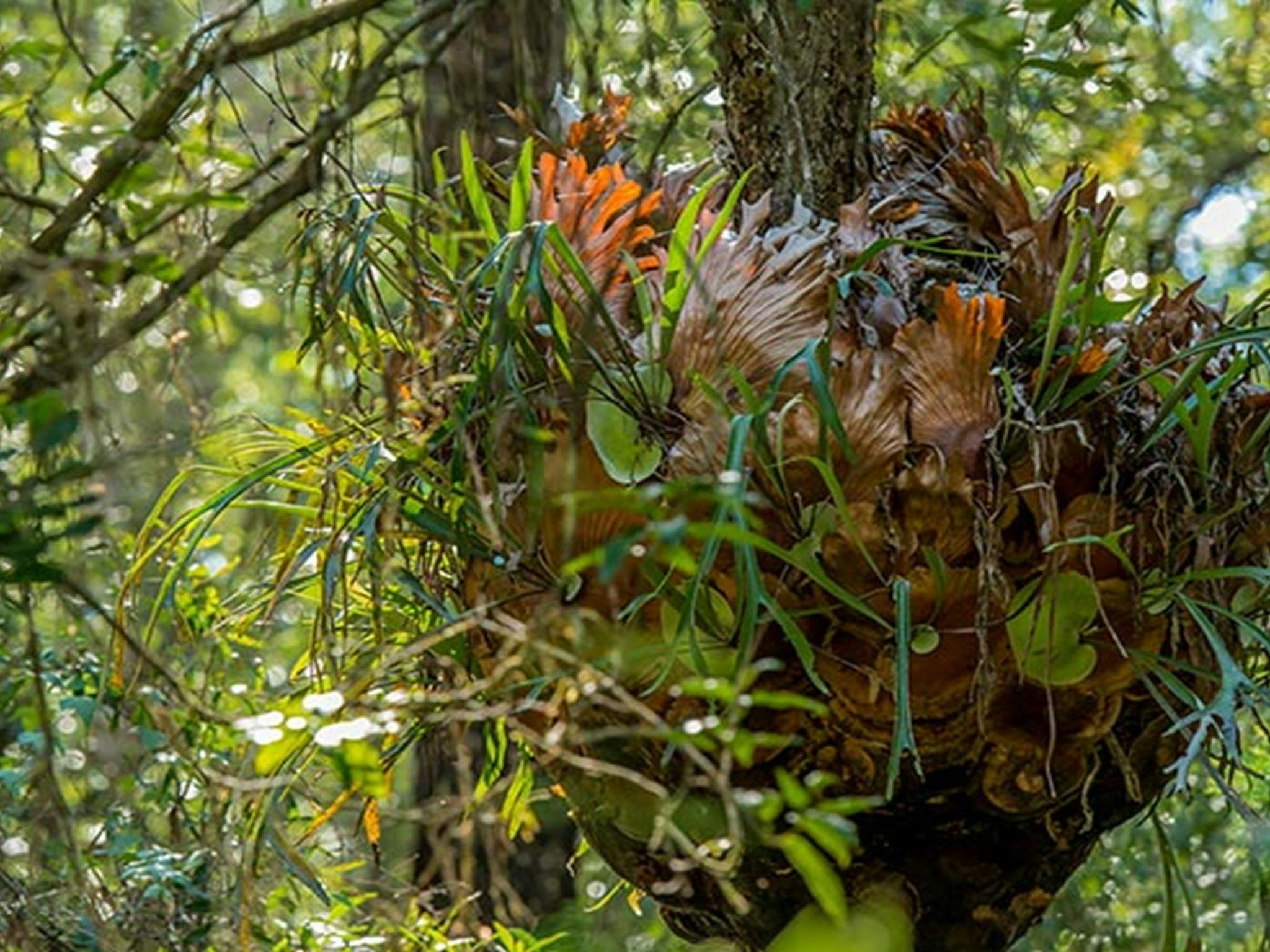 Brimbin picnic area, Brimbin Nature Reserve. Photo: John Spencer