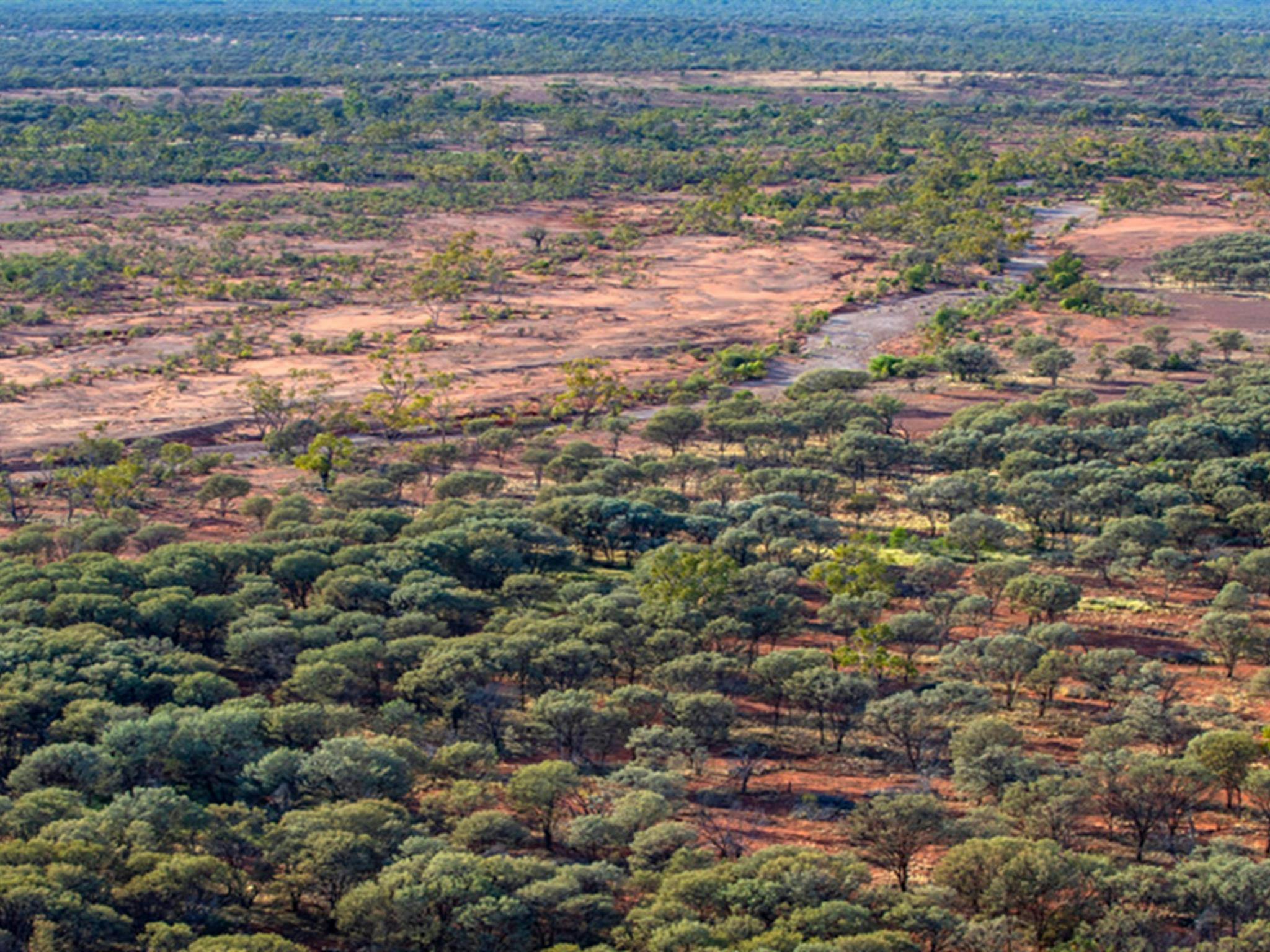 Aerial view of woodlands and red soil, Brindingabba National Park, 175km from Bourke. Photo: Joshua
