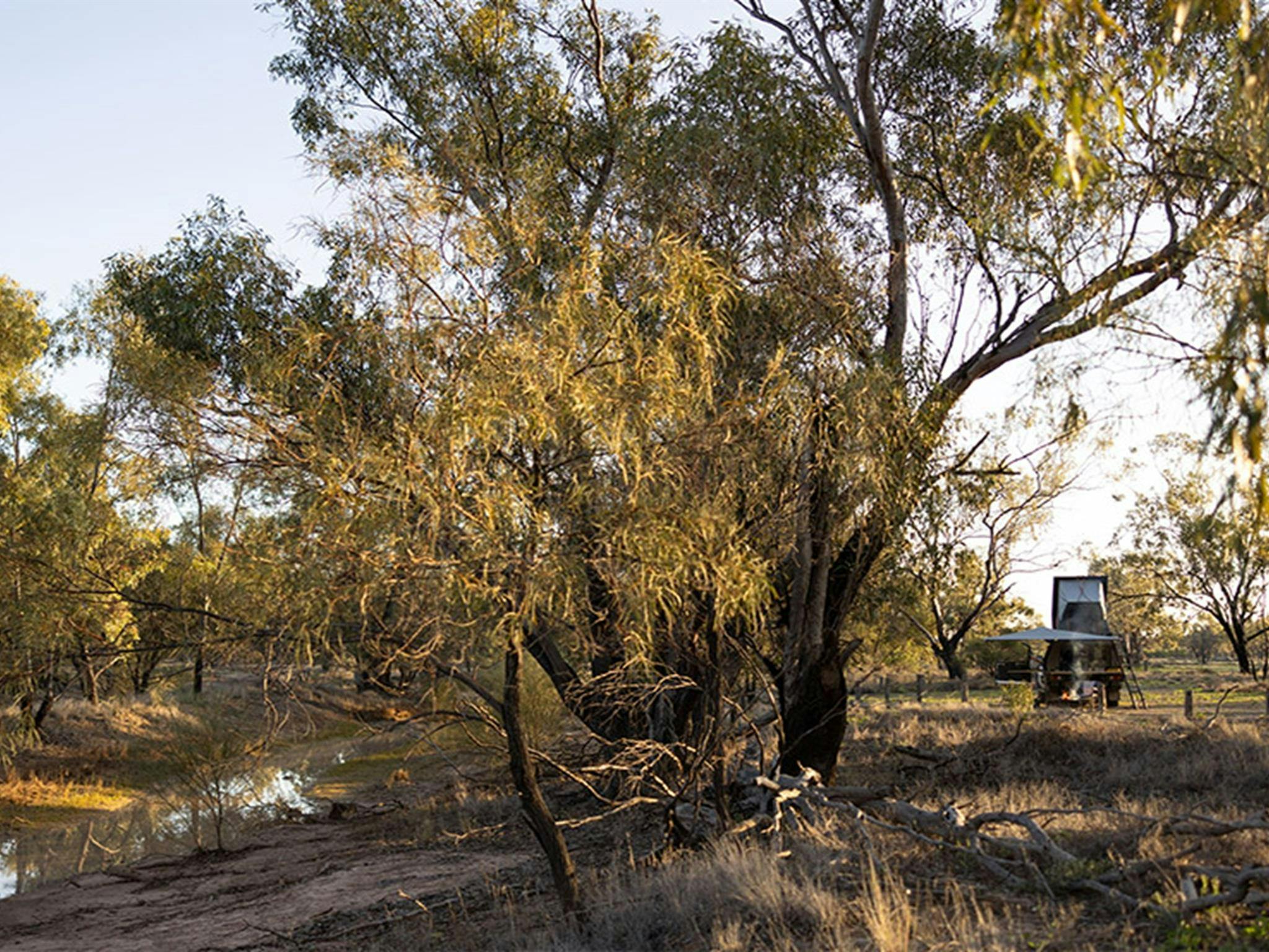 Coolabah trees lining Brindingabba Creek at Brindingabba campground. Credit: Andrew Hull &copy;