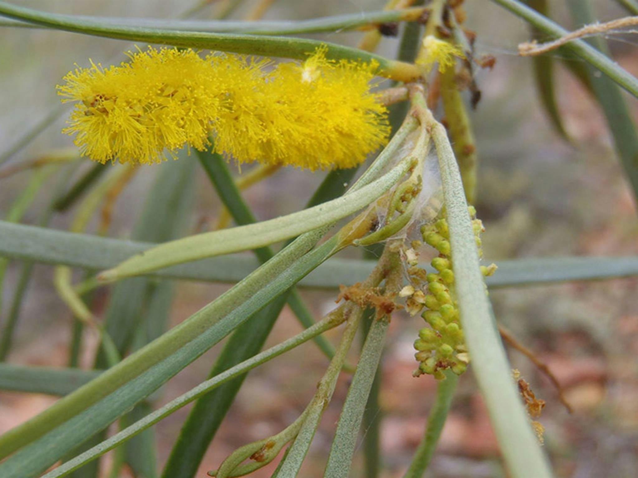 A Lancewood bud and flower in Brindingabba National Park. Credit: David Geering &copy; DCCEEW