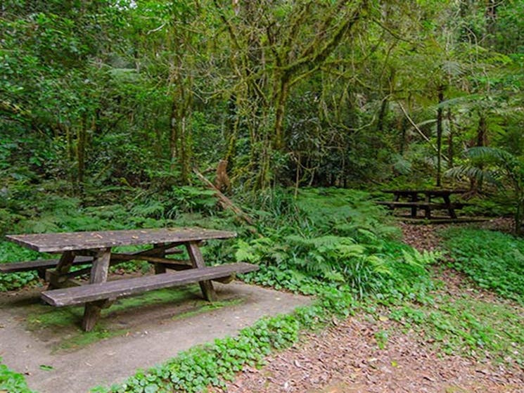 Picn tables at Brindle Creek picnic area, Border Ranges National Park. Photo credit: John Spencer