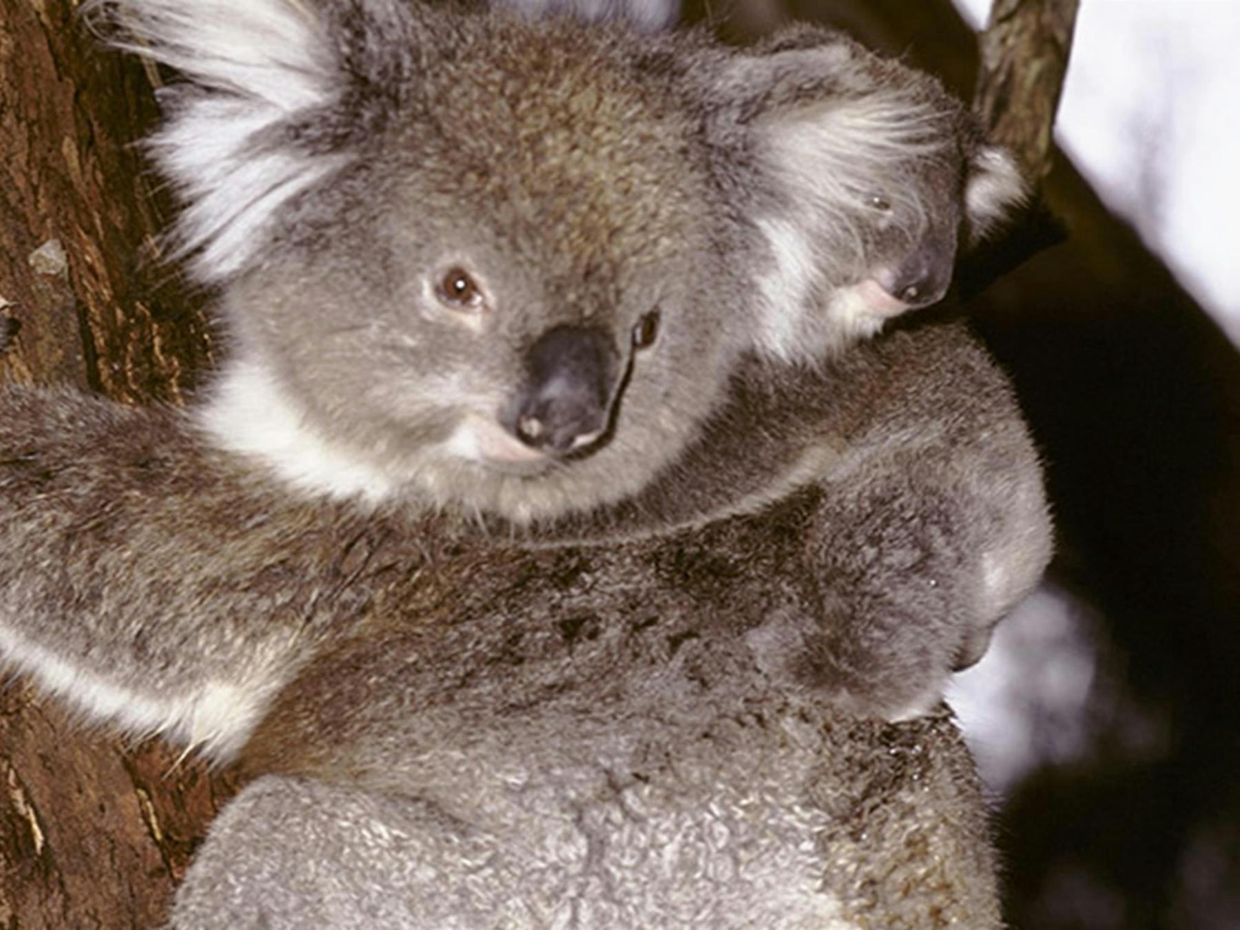 Koala (Phascolarctos cinereus) adult and joey in a tree. Photo credit: Ken Stepnell © DPIE