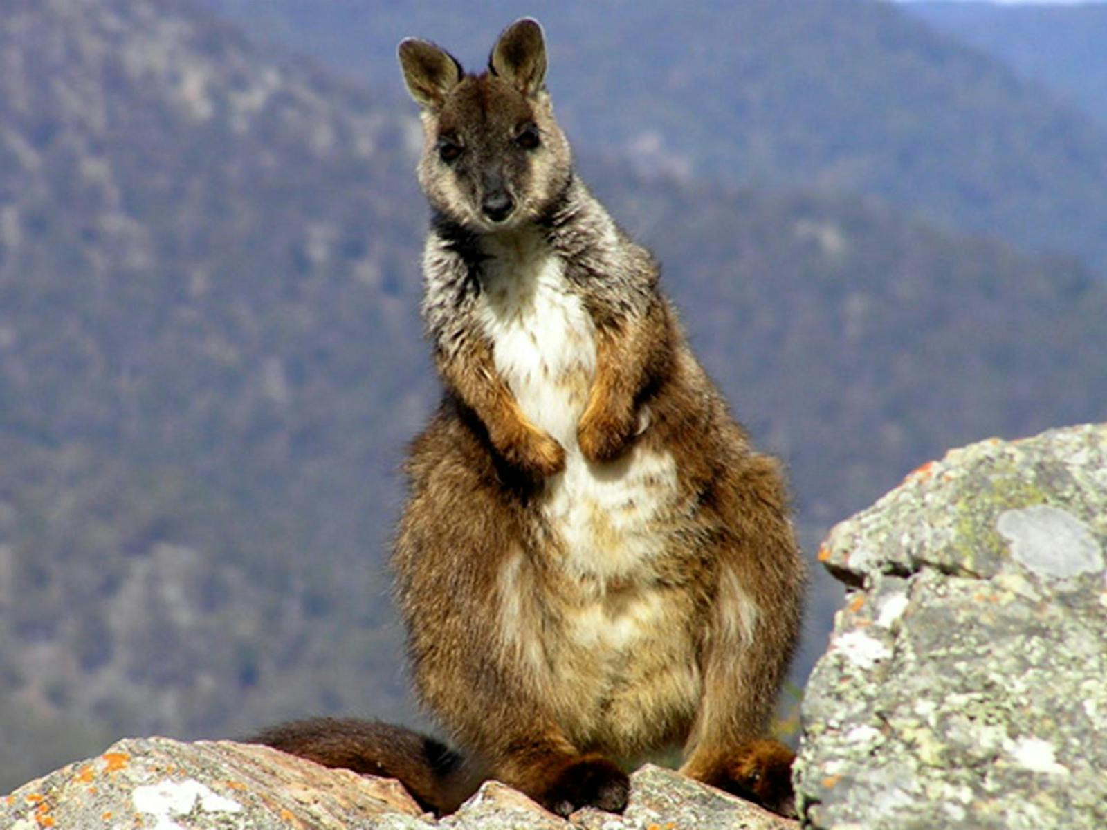 Brushed Tailed Wallaby, Oxley Wild Rivers National Park. Photo: Piers Thomas © OEH and