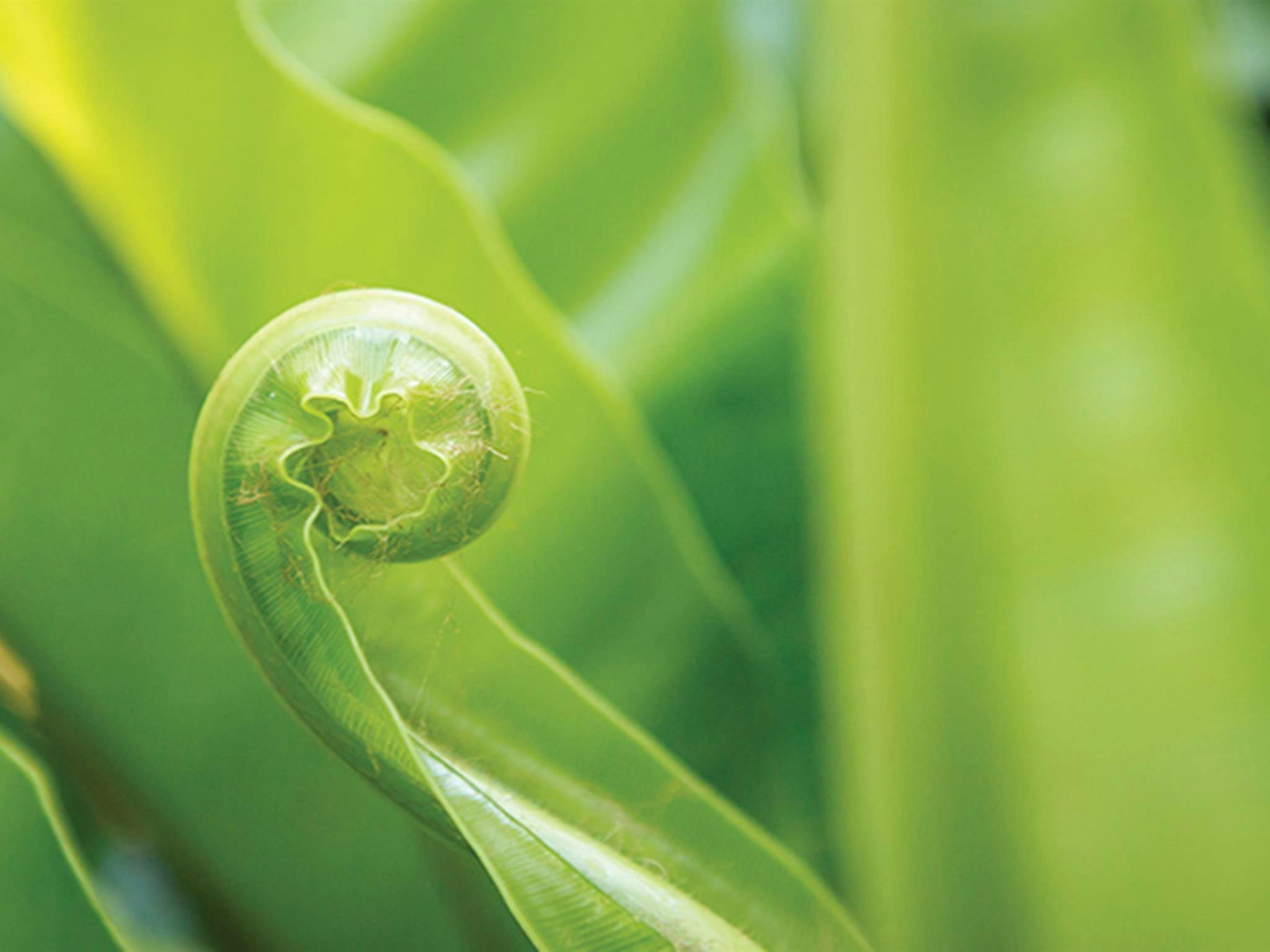 Close up of birds nest fern frond, Border Ranges National Park. Photo credit: John Spencer &copy;