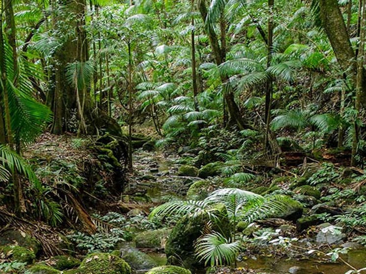 Rainforest scenery along Palm Forest walk to Brushbox Falls, Border Ranges National Park. Photo