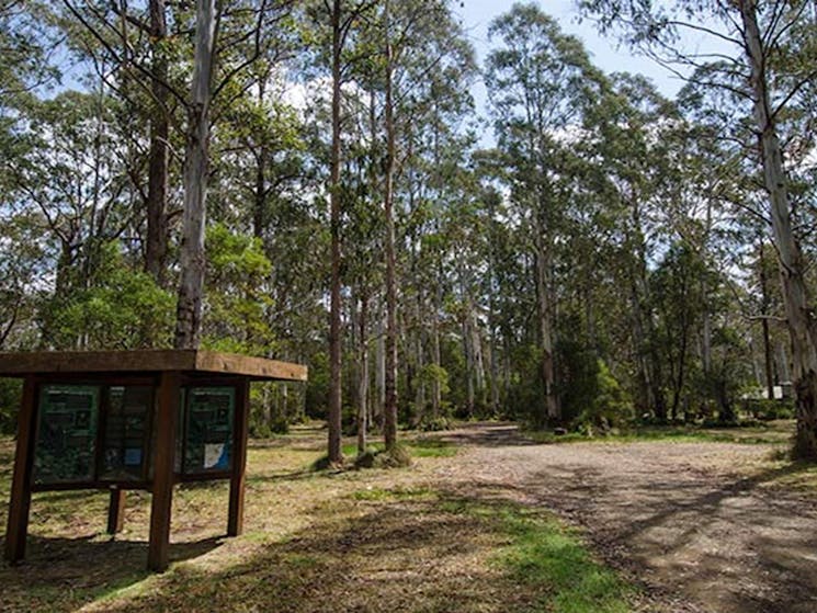 Brushy Mountain campground. Photo: John Spencer/NSW Government