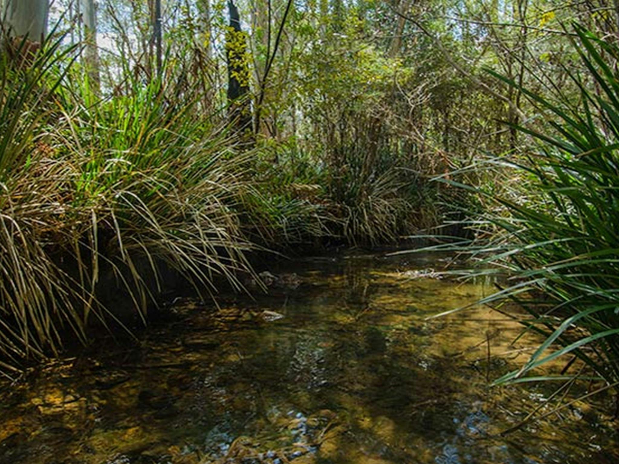 布拉什山露营地。照片：约翰·斯宾塞 © OEH