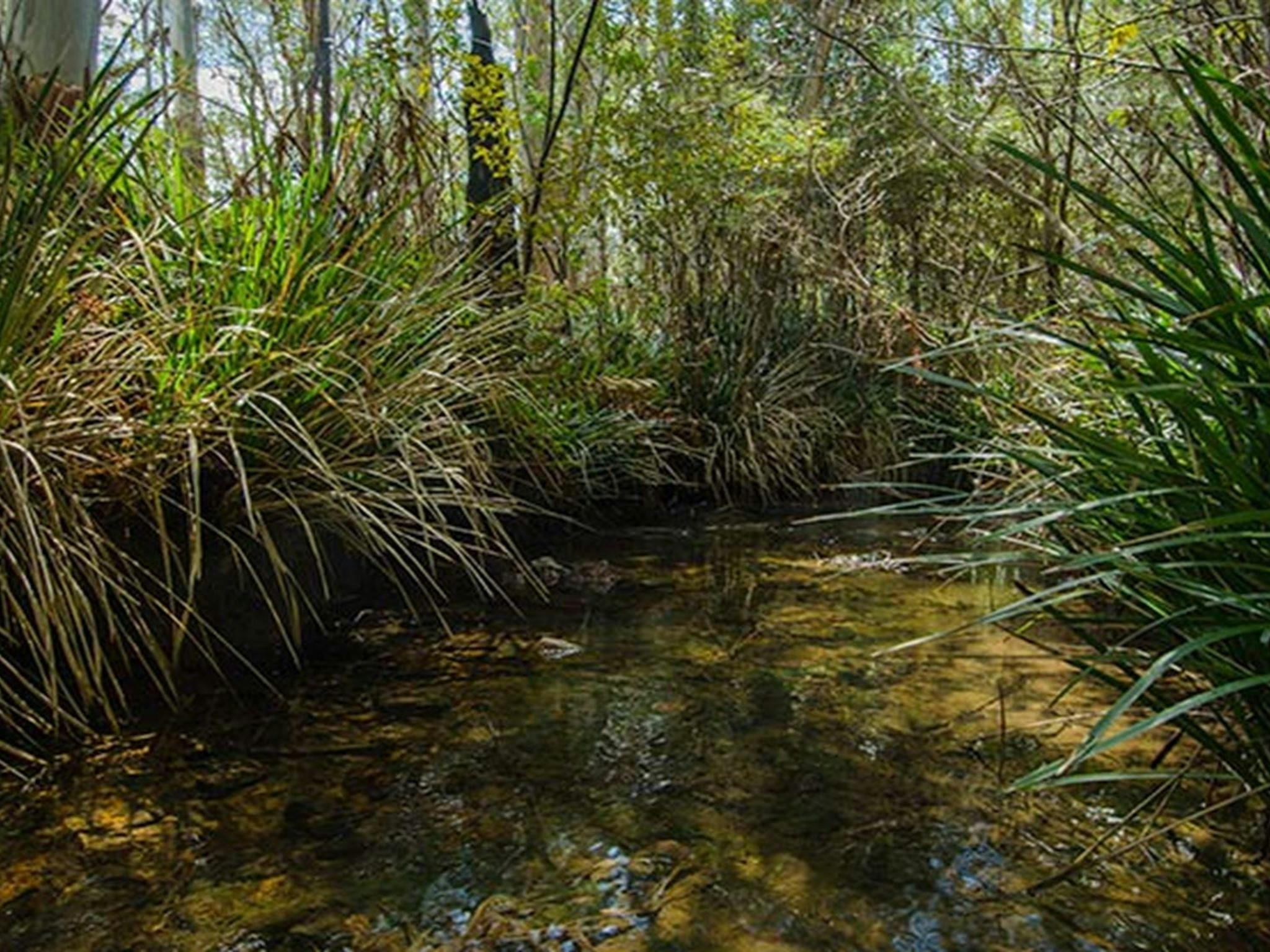 Brushy Mountain campground. Photo: John Spencer &copy; OEH