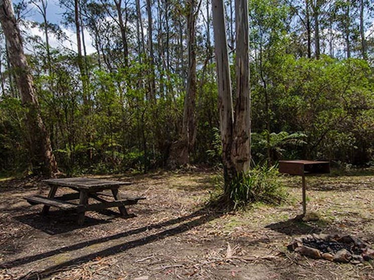 Brushy Mountain campground, Werrikimbe National Park. Photo: John Spencer/NSW Government