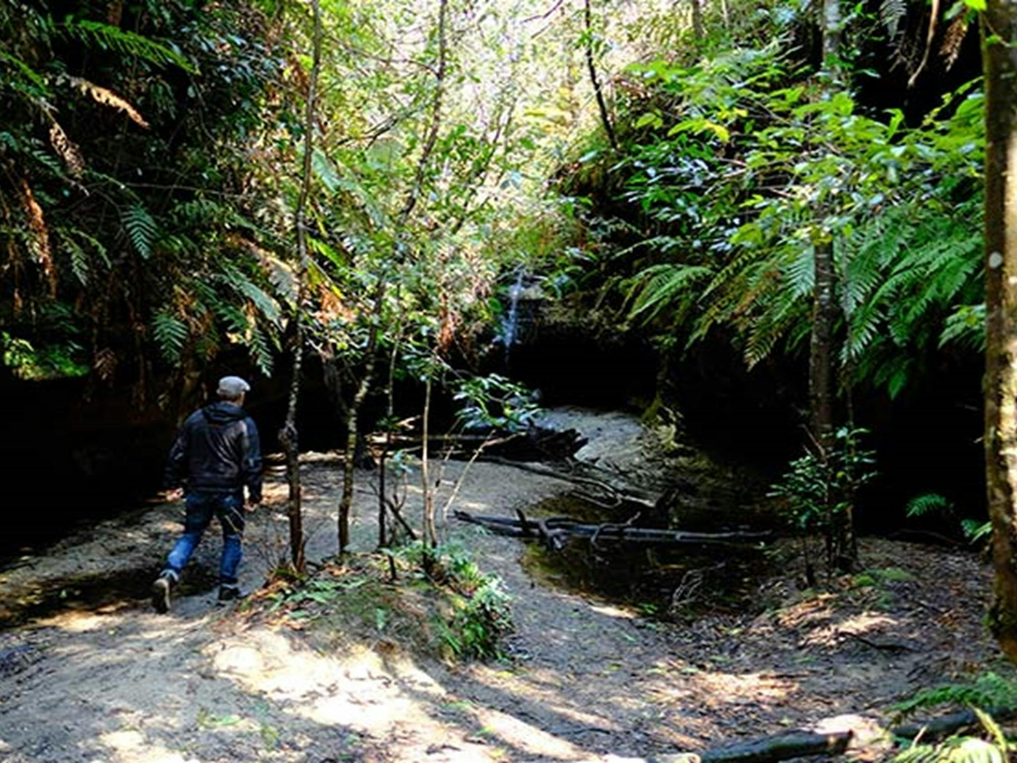 Rainforest gully at Bulcamatta Falls, Blue Mountains National Park. Photo: E Sheargold/OEH