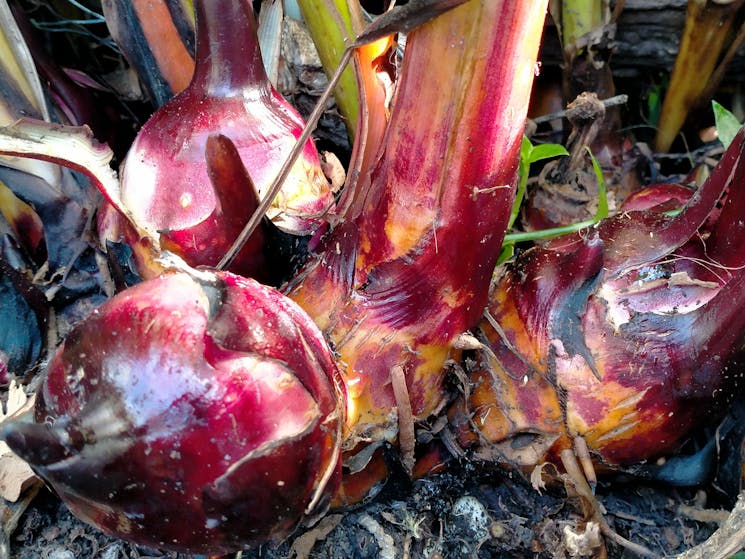 Canna edulis (Arrowroot) bulbs delicious and nutritious.