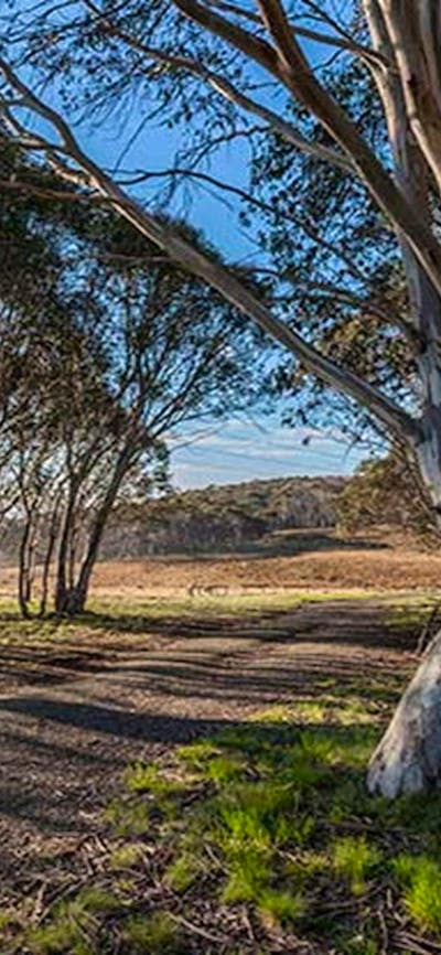 Unsealed Bullocks Hill trail passes through woodland, Kosciuszko National Park. Photo: Murray