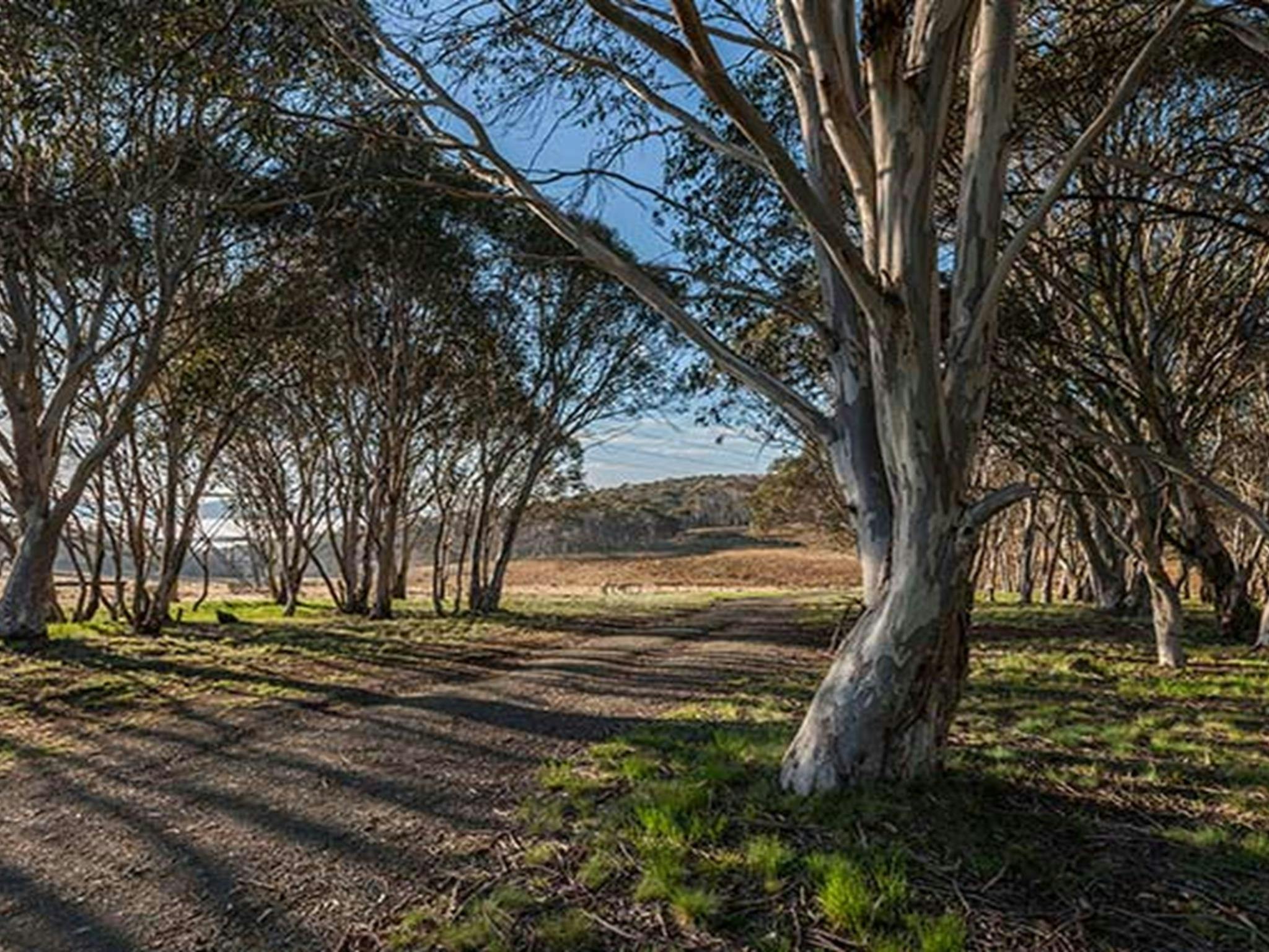 Unsealed Bullocks Hill trail passes through woodland, Kosciuszko National Park. Photo: Murray