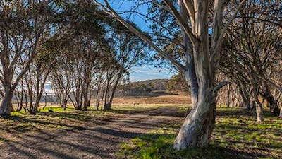 Unsealed Bullocks Hill trail passes through woodland, Kosciuszko National Park. Photo: Murray