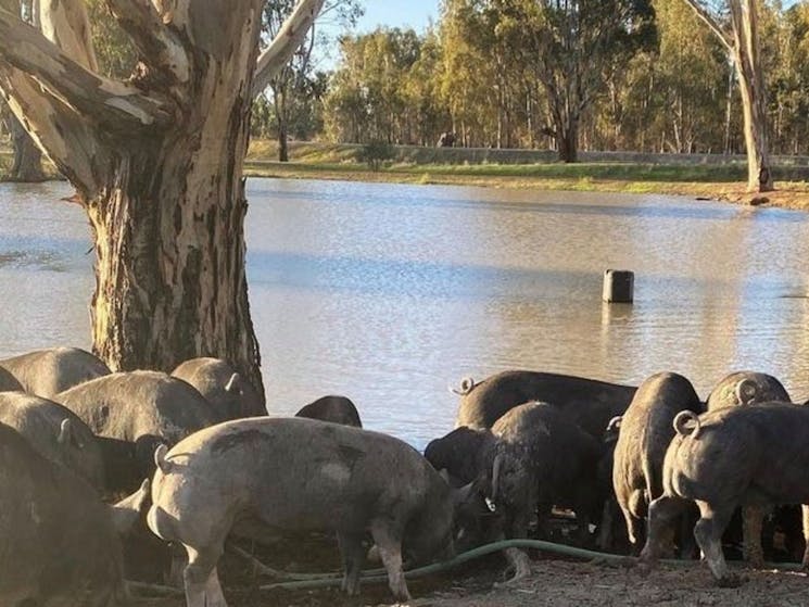 Bundarra Berkshires Farm Camp