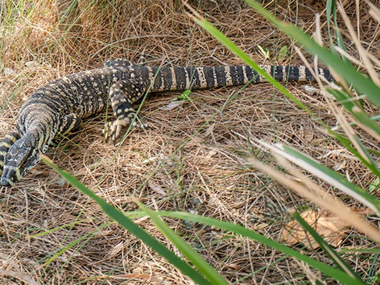 Lizard in the grass at Bungarie Bay campground. Photo: John Spencer/OEH