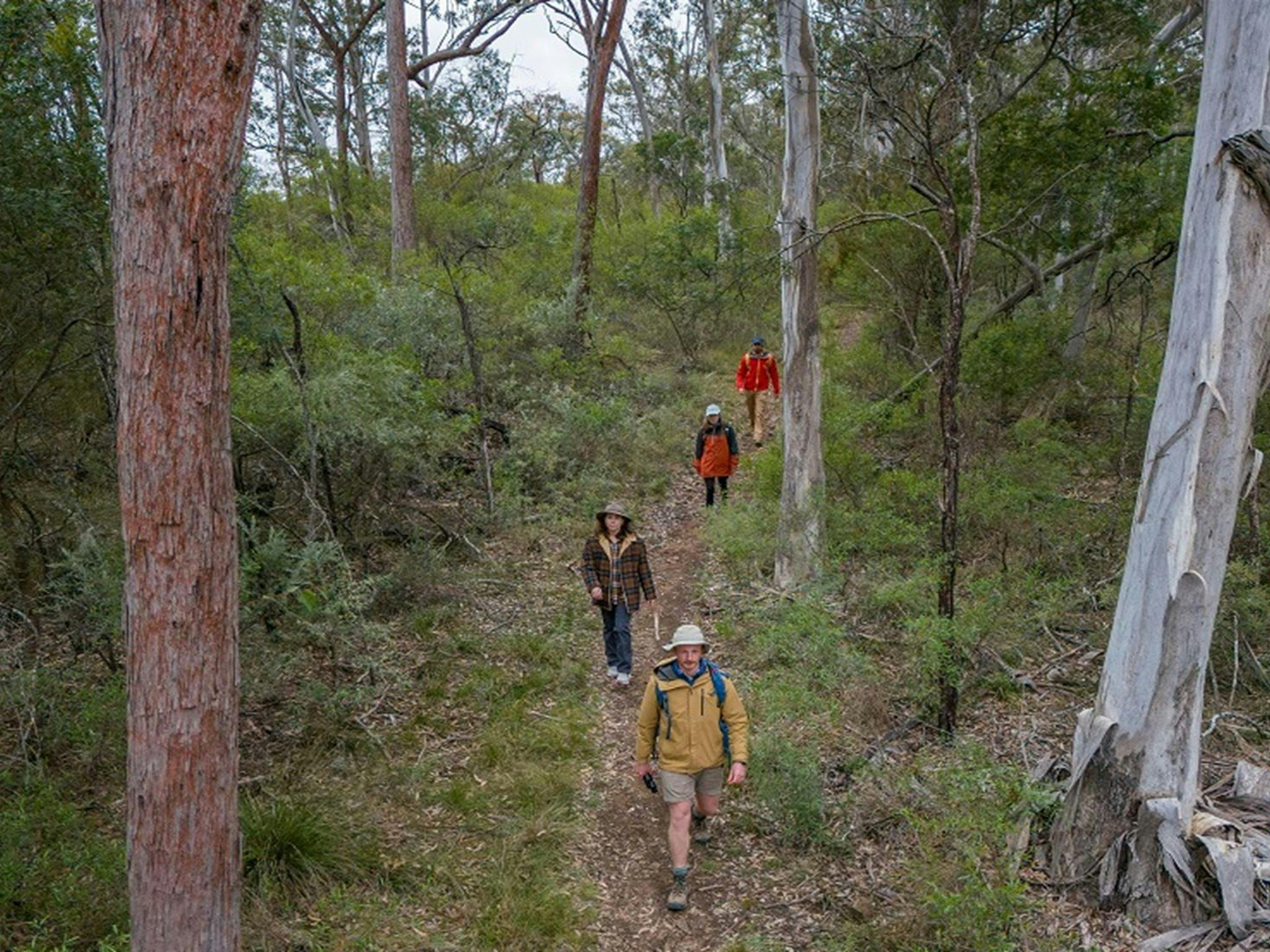 Four visitors walk through the lush Green track, Bungonia National Park. Photo: John Spencer &copy;
