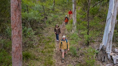 Four visitors walk through the lush Green track, Bungonia National Park. Photo: John Spencer ©