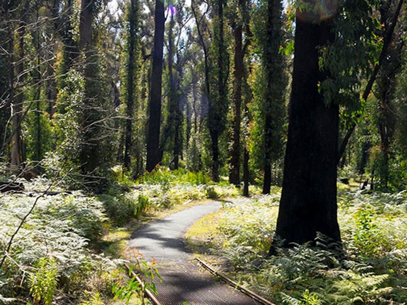 Bungoona walking track, Bald Rock National Park. Photo: Leah Pippos © DPIE
