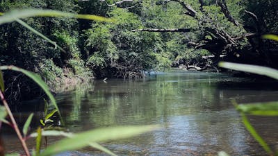 Image of Bunya Farm Bellingen